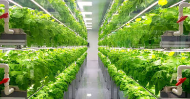 Coltivazione Idroponica - IL5.IT