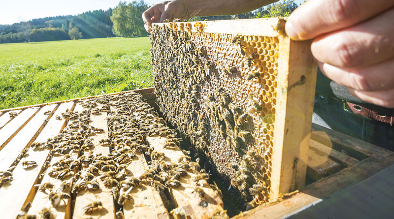 Apicoltura, api , miele, tutela - IL5.IT